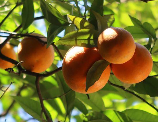 orange-bunch-1-scaled-550x425