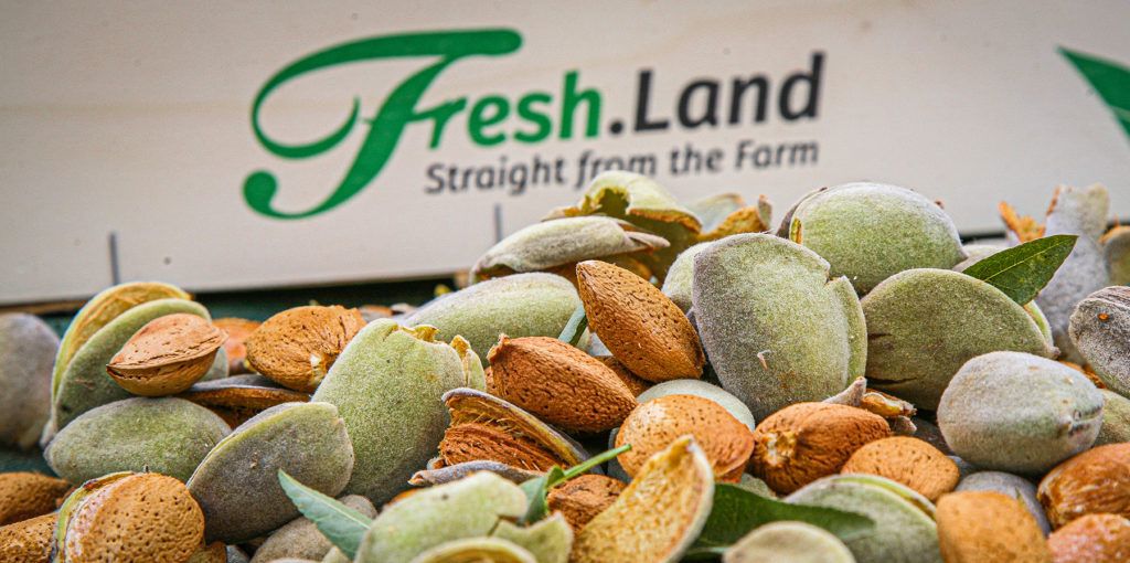 2020 SÆSONENS FØRSTE HØST AF FRISKE ØKO MANDLER